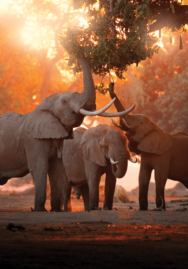 Elephant feeding tree branch. Elephant at Mana Pools NP, Zimbabwe in Africa. Big animal in the old forest. evening light, sun set. Magic wildlife scene in nature. 