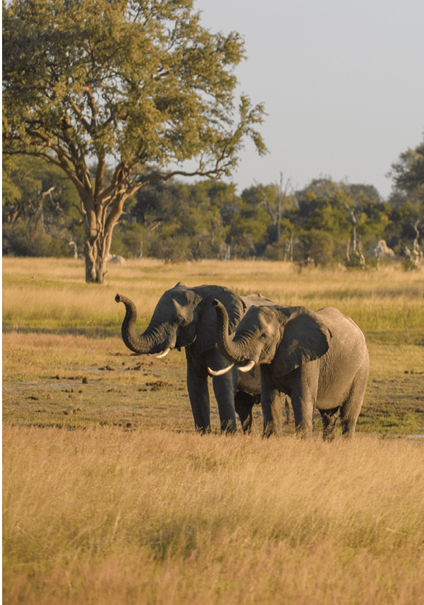 A trio of elephants seen around a drinking hole in the Hwange National Park in Zimbabwe. 