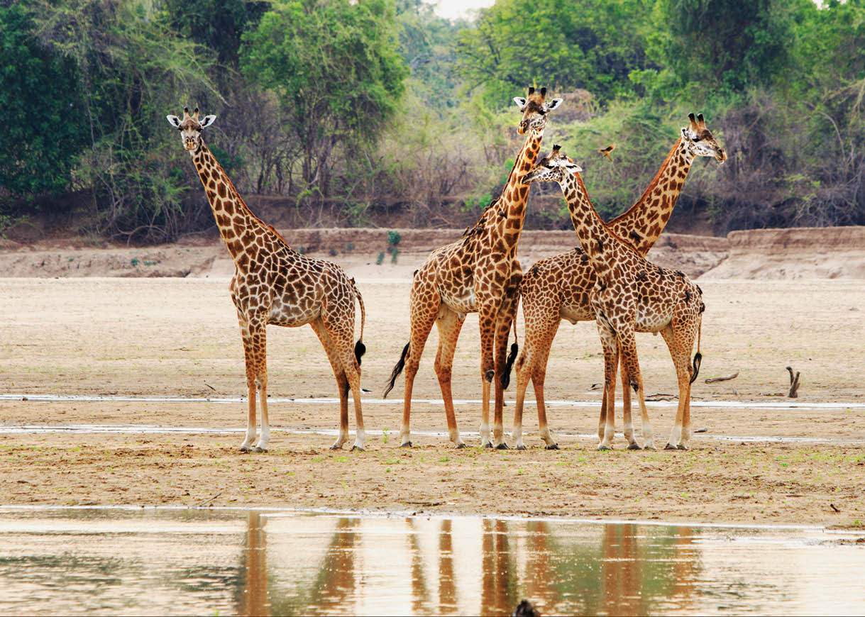 Tower of Thornicroft Giraffe standing on the Luangwa Riverbed, South Luangwa National Park, Zambia, Southern Africa