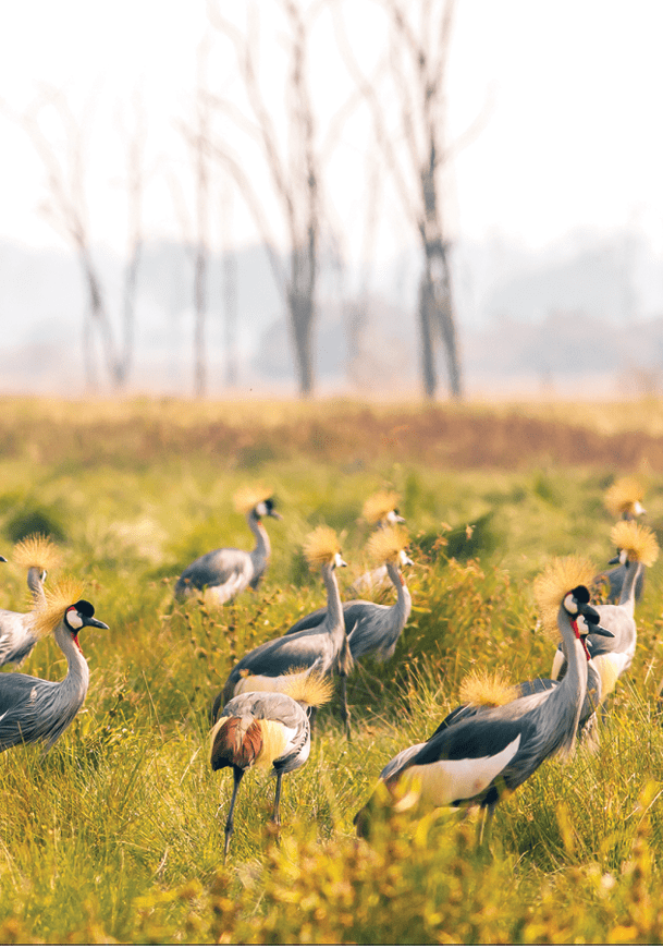 Flock of crowned cranes in South Luangwa Zambia