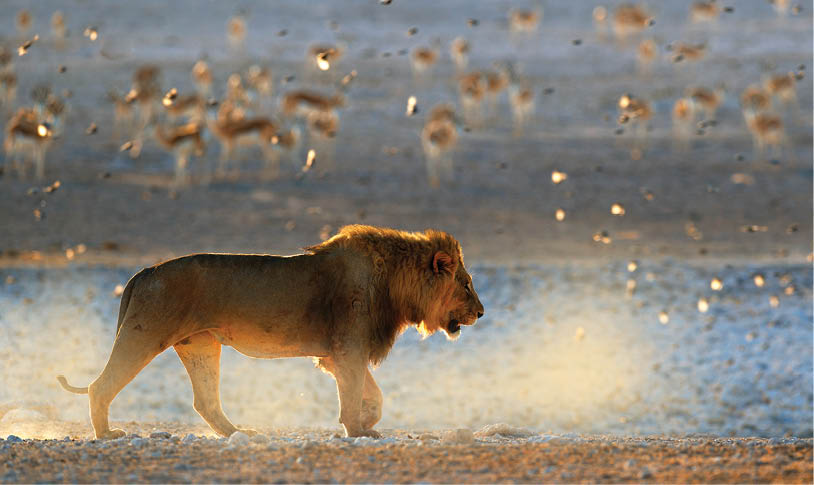 Lion walk. Portrait of African lion, Panthera leo, detail of big animals, Etocha NP, Namibia, Africa. Cats in dry nature habitat, hot sunny day in desert. Wildlife scene from nature. African sunrise