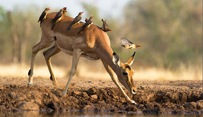 A horizontal colour photograph of an impala doe at a waterhole, covered with a small flock of red-billed buffalo weavers, Buphagus erythrorhynchus, in Mashatu Game Reserve, Northern Tuli, Botswana.