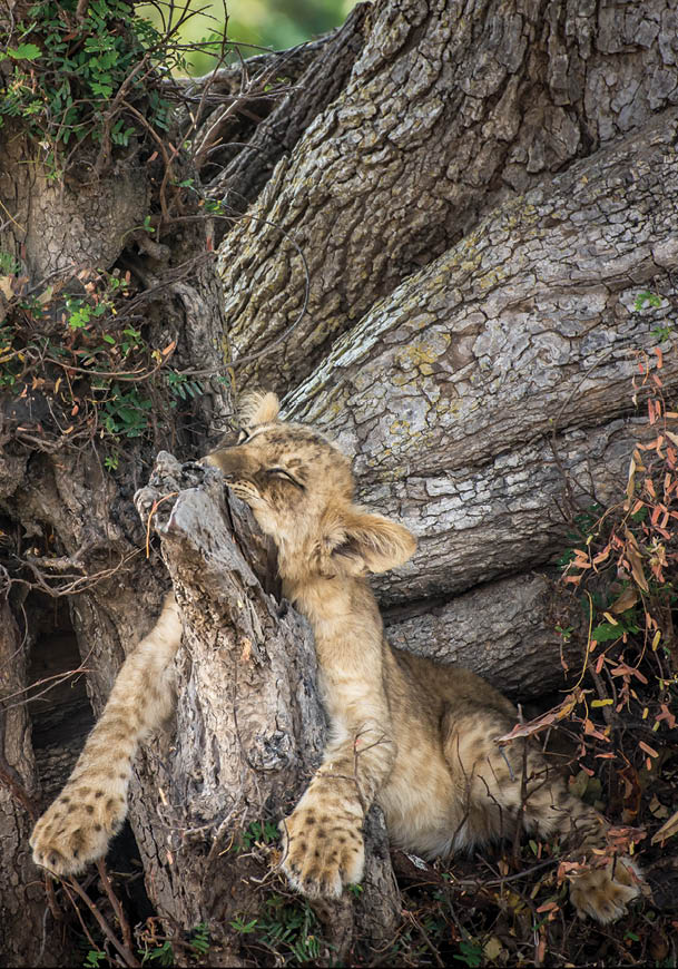 A closeup of a furry lion cub laying on a tree trunk, Zambia