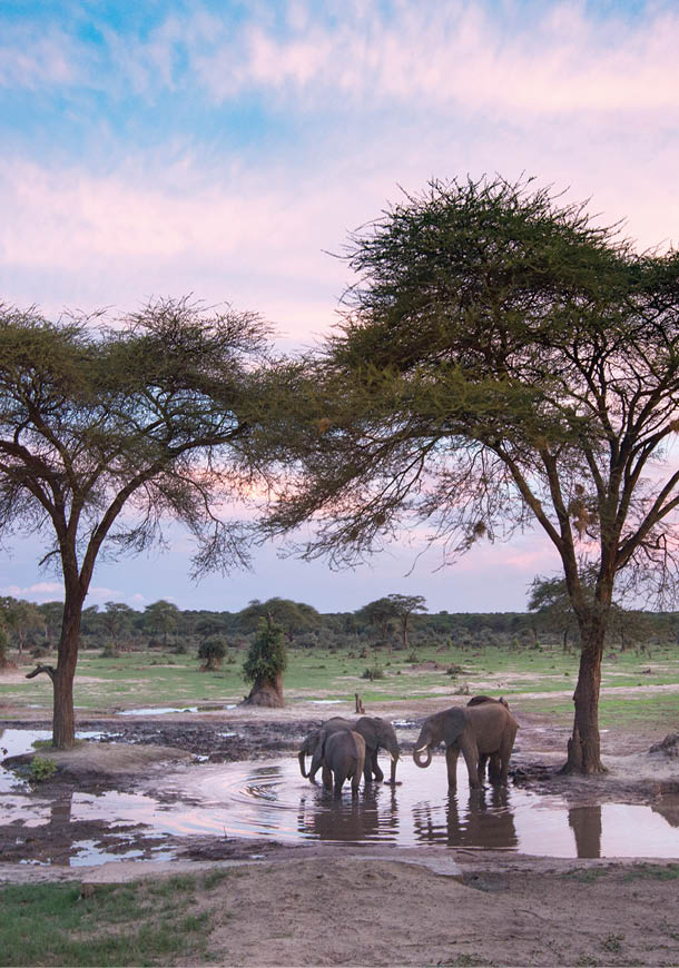 Elephants at a water hole at sunset.