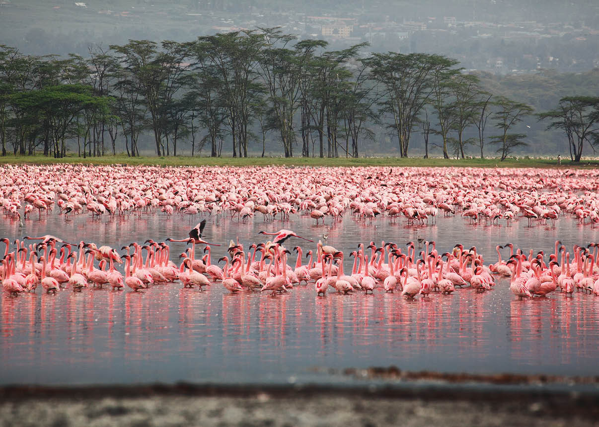 Flocks of flamingo. Africa. Kenya. Lake Nakuru