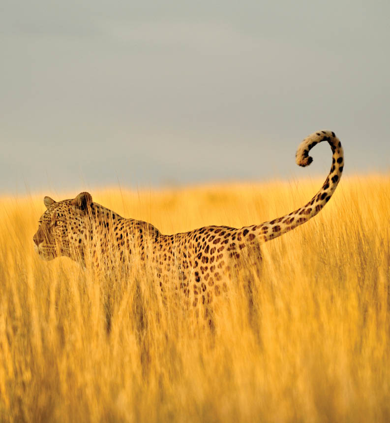 Short depth of field on a hunting male leopard in the South African Kalahari, close to the borders of Namibia and Botswana.