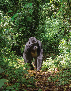 Mountain gorillas in the rainforest. Uganda. Bwindi Impenetrable Forest National Park. An excellent illustration.