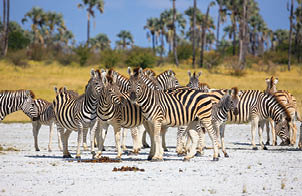 Zebras migration in Makgadikgadi Pans National Park - Botswana