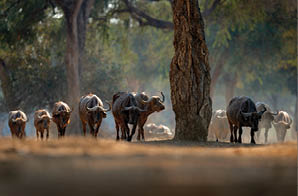 Herd of African Buffalo, Cyncerus cafer, in the dark forest, Mana Pools, Zimbabwe in Africa. Wildlife scene from Africa nature. Big animal in the habitat.