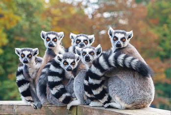 A group of resting lemurs katta 