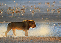 Lion walk. Portrait of African lion, Panthera leo, detail of big animals, Etocha NP, Namibia, Africa. Cats in dry nature habitat, hot sunny day in desert. Wildlife scene from nature. African sunrise