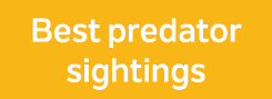 Best predator sightings 