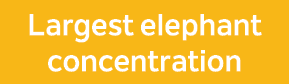 Largest elephant concentration