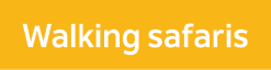 Walking safaris