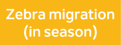 Zebra migration (in season)