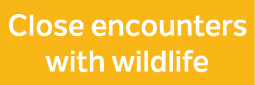 Close encounters with wildlife