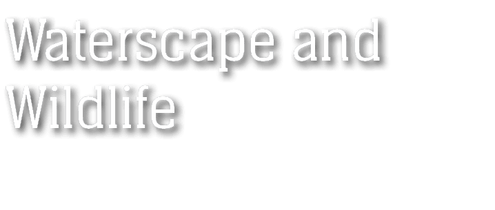 Waterscape and Wildlife