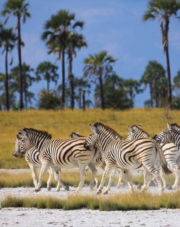 Zebras migration in Makgadikgadi Pans National Park - Botswana