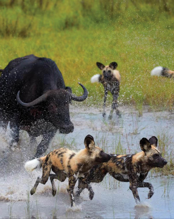 African Wild Dog, Lycaon pictus, pack attacking buffalo calf in water, defended by mother. African wildlife photography. Self drive safari, Moremi, Okavango delta, Botswana.