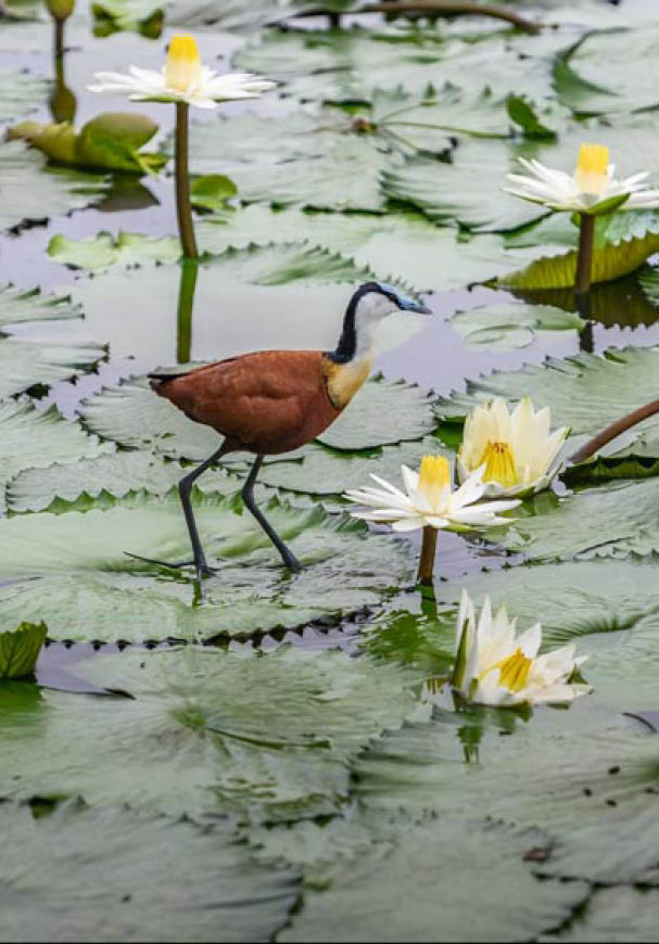 African jacana, Actophilornis africana, colorful african wader with long toes next to violet water lily in shallow water of seasonal lagoon, Botswana,Okavango delta. Bird with flower bloom.