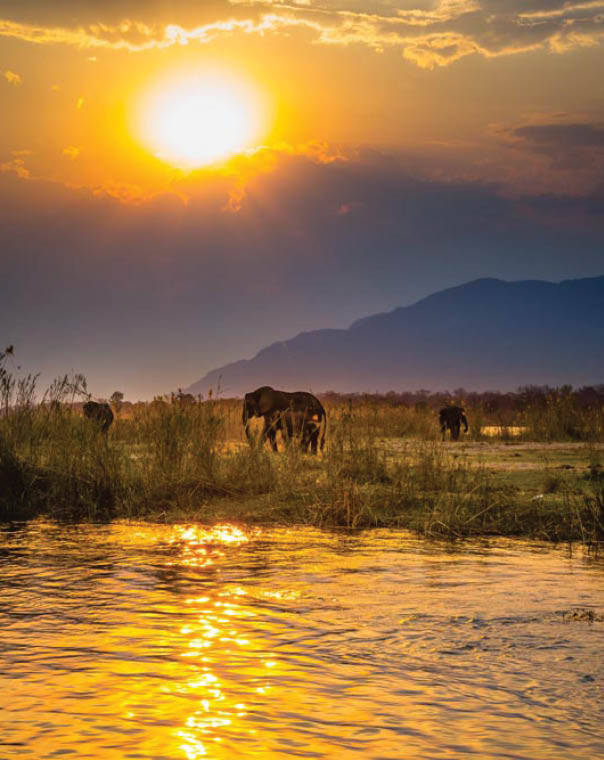 Elephants in Lower Zambezi National Park - Zambia