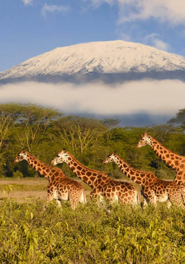 Giraffes and Mount Kilimanjaro in Amboseli National Park