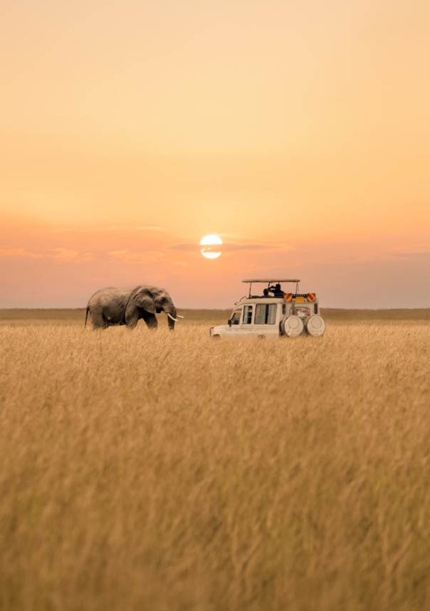 Lone African elephant walking with blurred foreground of savanna grassland and blurred tourist car stop by watching during sunset at Masai Mara National Reserve Kenya.