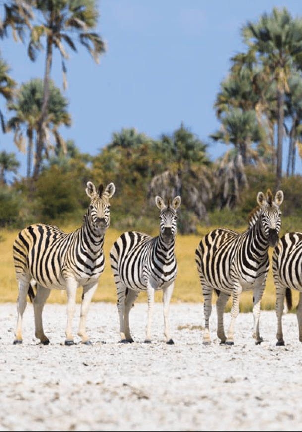 Zebras migration in Makgadikgadi Pans National Park - Botswana