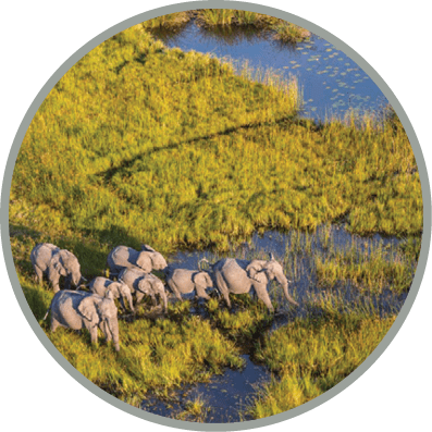Aerial view of herd of African Elephants standing by a watering hole in lush delta.