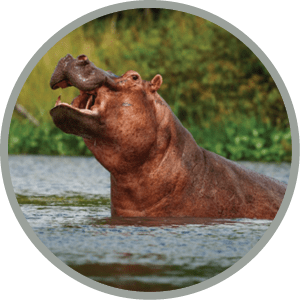 Hippopotamus - Hippopotamus amphibius or hippo is large, mostly herbivorous, semiaquatic mammal native to sub-Saharan Africa. Head looking from the water with widely opened mouth. Lake in Uganda.