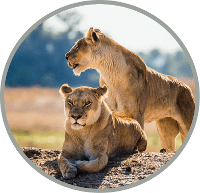 Two lionesses on the hill. Votsvana. An excellent illustration. Africa. Big cats.