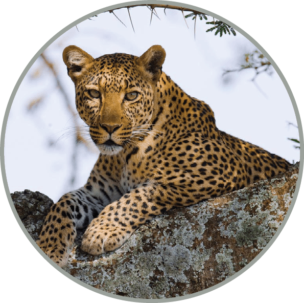 Leopard on the tree. Tanzania. Serengeti.