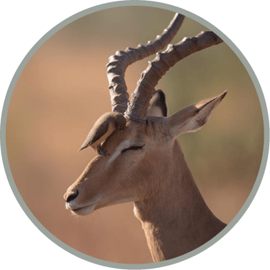 A vertical selective focus shot of a bird sitting on the head of a gazelle