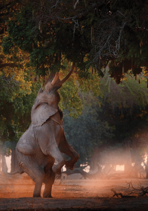 Boswell elephant at Mana Pools NP, Zimbabwe in Africa, stand up on his hind legs, sun set. Magic wildlife in nature. Elephant, high stretched trunk, trying to reach on the leaves, wildlife, sunset.