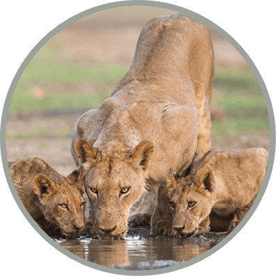 Lion (Panthera leo) and cubs drinking