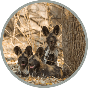 Three African Wild Dog puppies (Lycaon pictus) looking at the camera