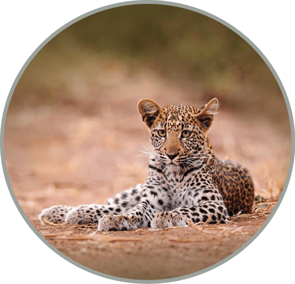 Young African Leopard, Panthera pardus shortidgei, Hwange National Park, Zimbabwe. Beautiful wild cat laying on the gravel road in Africa. Wildlife scene from the nature.