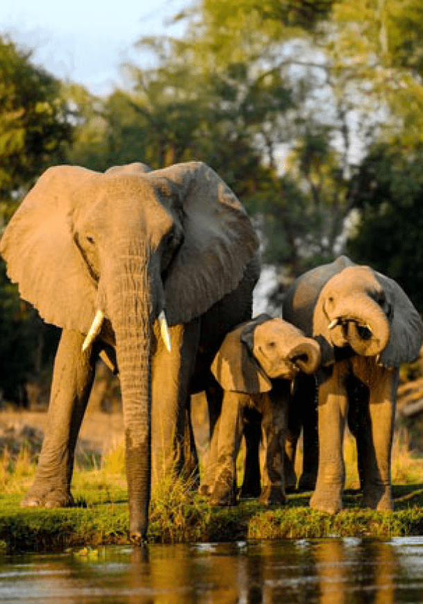 A closeup shot of elephants standing near the lake at sunset