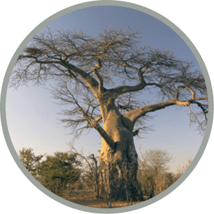 Baobab in the Lower Zambezi National Park, Zimbabwe/Baobab/Lower Zambezi National Park, Zimbabwe