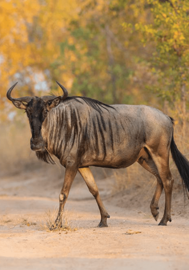 A blue wildebeest, Connochaetes taurinus, walks across a sand road, direct gaze, leg raised, yellow green background