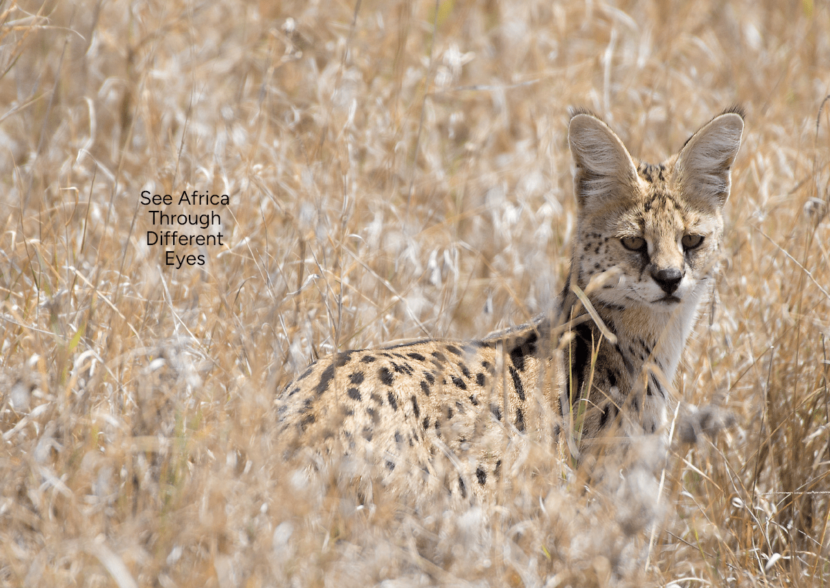 A leopard is sitting in tall grass. Description generated by AI