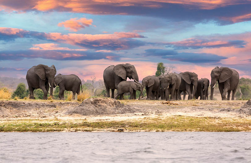 This fantastic sunset painted this herd of elephants who came to dring along the Chobe river in deep orange colours; this is African at its best.