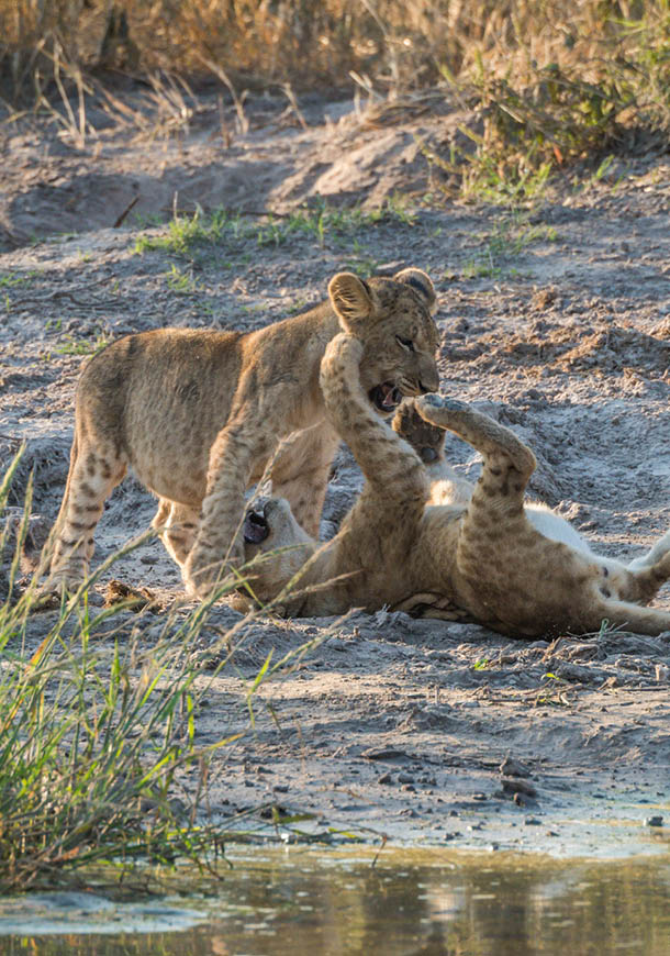 Two lion cubs playing by water hole