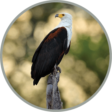 African Fish-eagle, Haliaeetus vocifer, brown bird with white head. Eagle sitting on the top of the tree. Wildlife scene from African nature, Okavango delta, Botswana, Africa. 