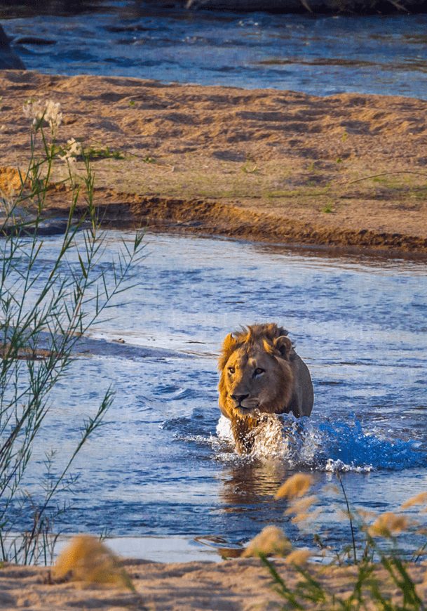 African lion male crossing a river front view in Kruger National park, South Africa ; Specie Panthera leo family of Felidae