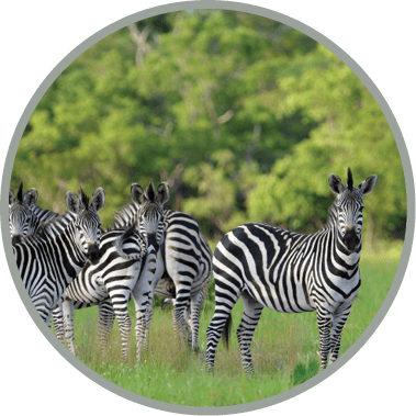 Dazzling zebra of the Liuwa Plains National Park, Zambia