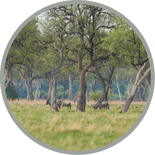 Cookson's wildebeest (Connochaetes taurinus cooksoni) grazing amongst mature trees in South Luangwa National Park, Zambia