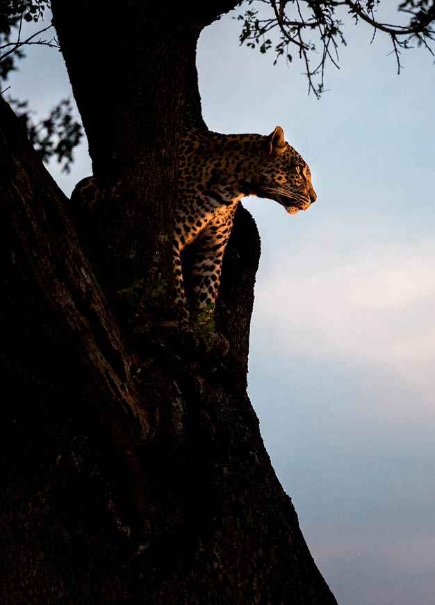 A leopard is sitting in a tree. Description generated by AI