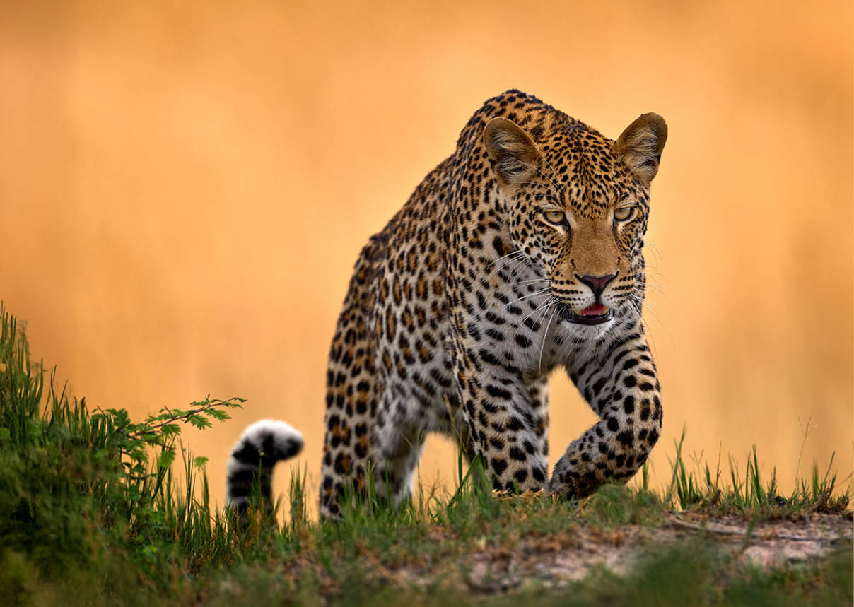 Leopard, Panthera pardus shortidgei, nature habitat, big wild cat in the nature habitat, sunny day on the savannah, Okavango delta Botswana. Wildlife nature. Africa wildlife.