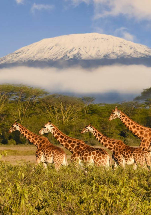 Giraffes and Mount Kilimanjaro in Amboseli National Park